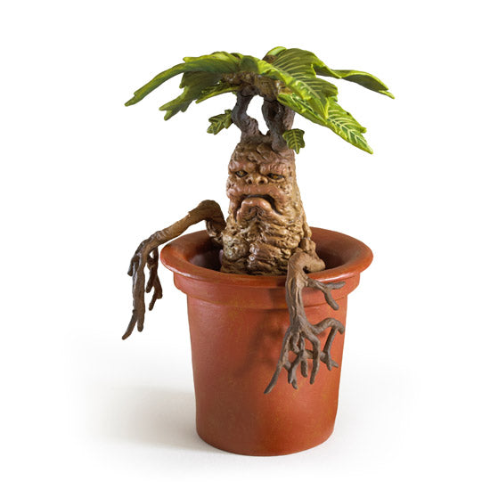 Mandragola